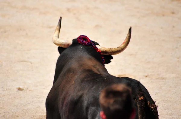 Toro Spagna Con Corna — Foto Stock