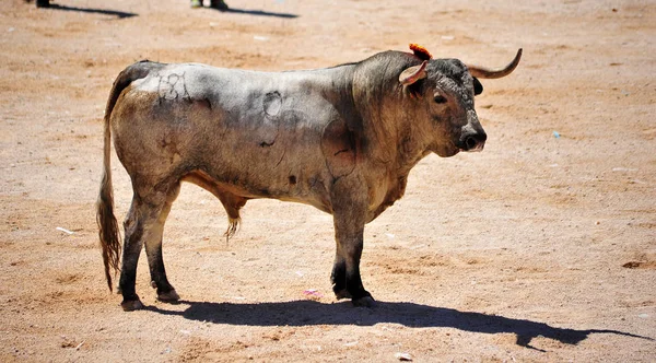 Toro Spagna Con Corna — Foto Stock