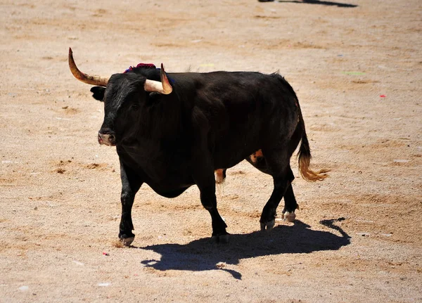 Bull Spain Horns — Stock fotografie