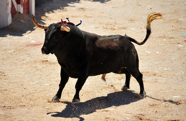 Touro Espanha Com Chifres — Fotografia de Stock