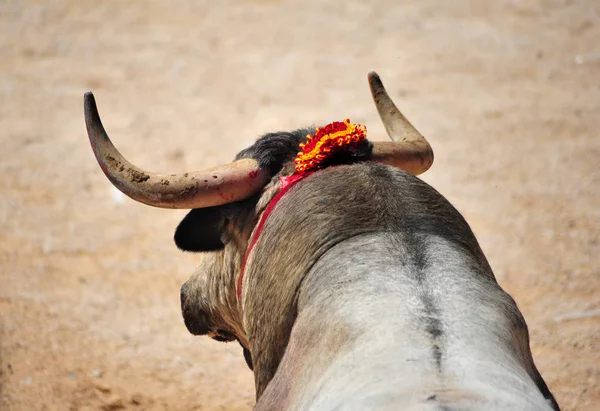 Toro España Con Cuernos —  Fotos de Stock