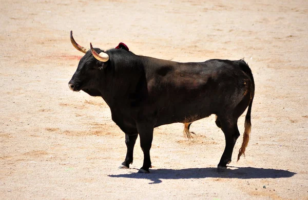 Tjuren Spanien Med Horn — Stockfoto
