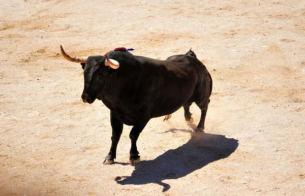 Toro Spagna Con Corna — Foto Stock