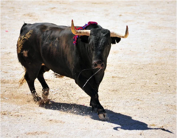 Touro Espanha Com Chifres — Fotografia de Stock