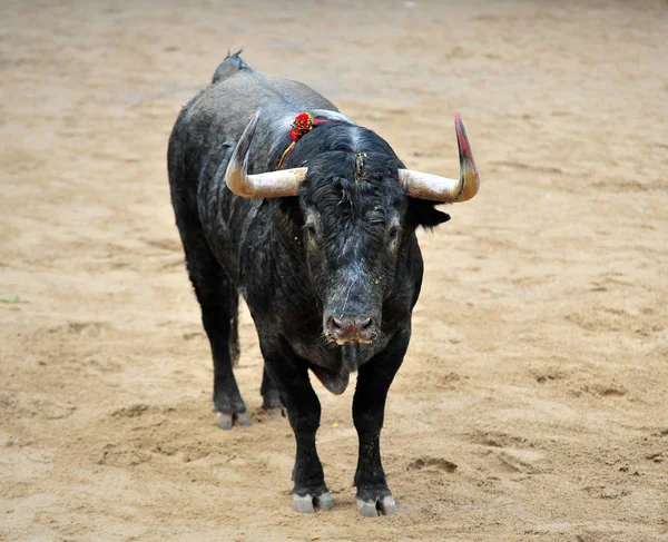 Taureau Espagne Avec Des Cornes — Photo