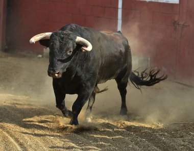boğa bullring büyük boynuzları ile çalışan İspanya siyah
