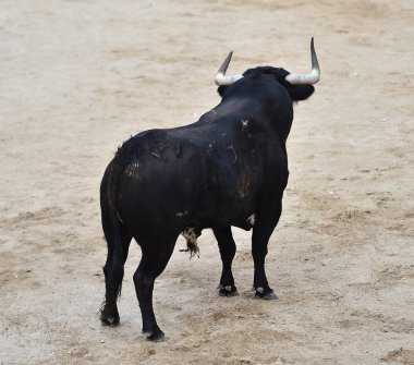 boğa bullring büyük boynuzları ile çalışan İspanya siyah