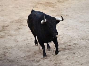 boğa bullring büyük boynuzları ile çalışan İspanya siyah