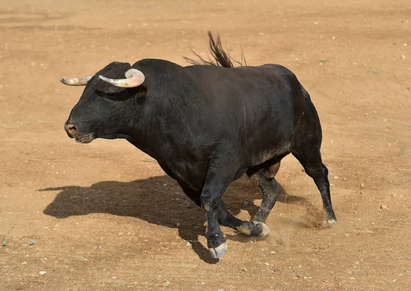 Bull Španělsku Aréně — Stock fotografie