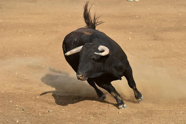 Taureau Espagne Courir Dans Les Arènes — Photo