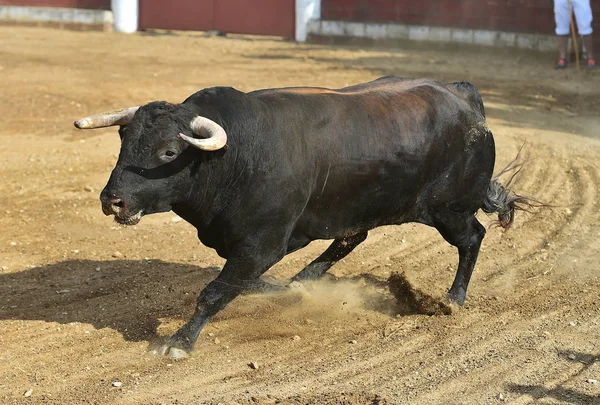 bull black in spain running in bullring with big horns