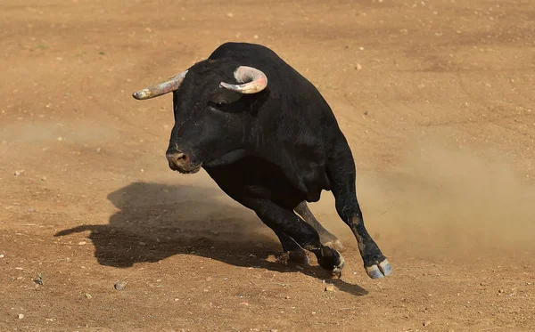 Boğa Bullring Büyük Boynuzları Ile Çalışan Spanya Siyah — Stok fotoğraf