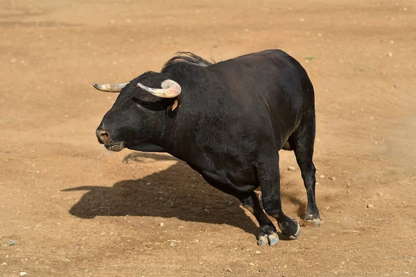 Bull Black Spain Running Bullring Big Horns — Stock Photo, Image