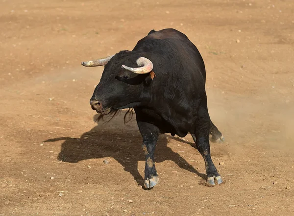 bull black in spain running in bullring with big horns