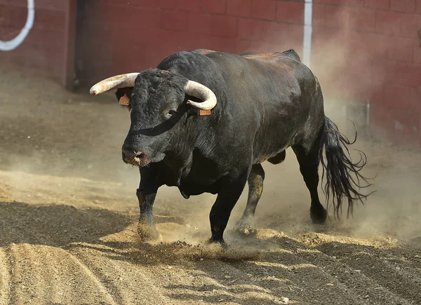 Touro Preto Espanha Correndo Tournée Com Chifres Grandes — Fotografia de Stock