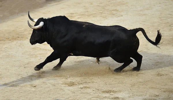 Bull Svart Spanien Kör Tjurfäktningsarenan Med Stora Horn — Stockfoto