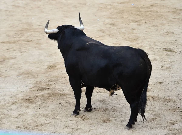 Stier Schwarz Spanien Läuft Stierkampfarena Mit Großen Hörnern — Stockfoto