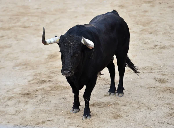 Bull Svart Spanien Kör Tjurfäktningsarenan Med Stora Horn — Stockfoto