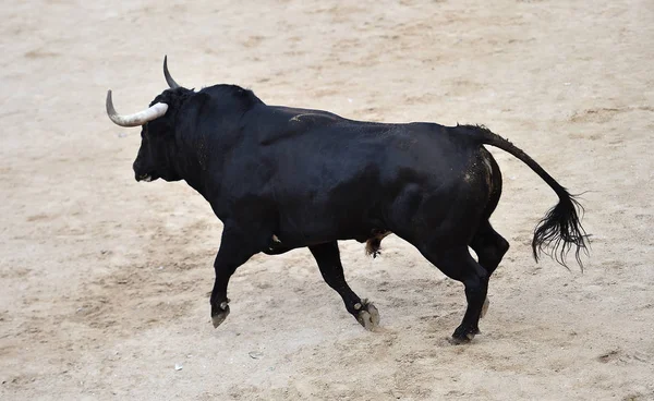 Bull Svart Spanien Kör Tjurfäktningsarenan Med Stora Horn — Stockfoto