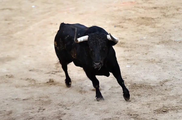 Bull Black Spain Running Bullring Big Horns — Stock Photo, Image