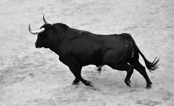 大きな角を持つ闘牛場で実行されているスペインの黒牛 — ストック写真