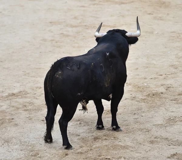 Bull Svart Spanien Kör Tjurfäktningsarenan Med Stora Horn — Stockfoto