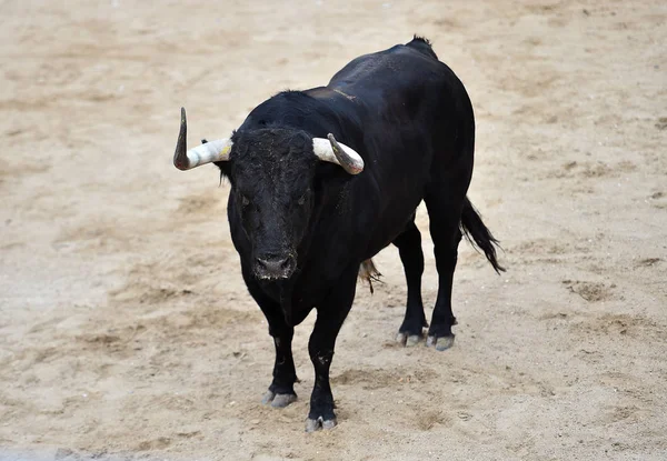 Bull Black Spain Running Bullring Big Horns — Stock Photo, Image