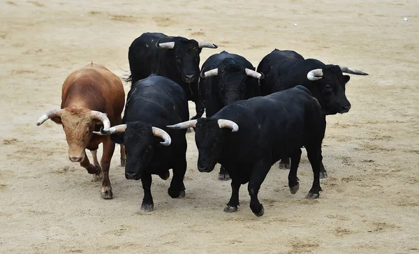 Бик Чорний Іспанії Біжить Бику Великими Рогами — стокове фото