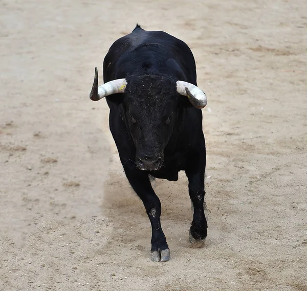 Bull Svart Spanien Kör Tjurfäktningsarenan Med Stora Horn — Stockfoto