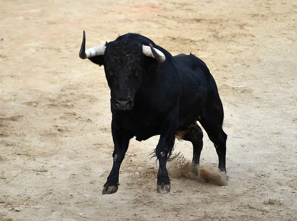 Zwarte Spanje Uitgevoerd Arena Met Grote Hoorns Stier — Stockfoto