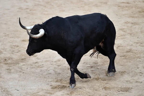 Stier Schwarz Spanien Läuft Stierkampfarena Mit Großen Hörnern — Stockfoto