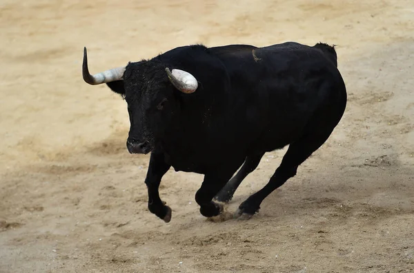 Bull Svart Spanien Kör Tjurfäktningsarenan Med Stora Horn — Stockfoto