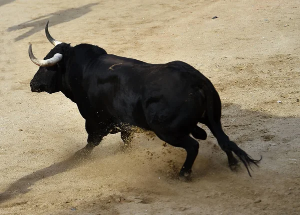 Bull Svart Spanien Kör Tjurfäktningsarenan Med Stora Horn — Stockfoto