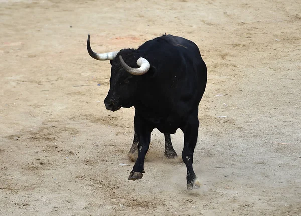 Bull Svart Spanien Kör Tjurfäktningsarenan Med Stora Horn — Stockfoto