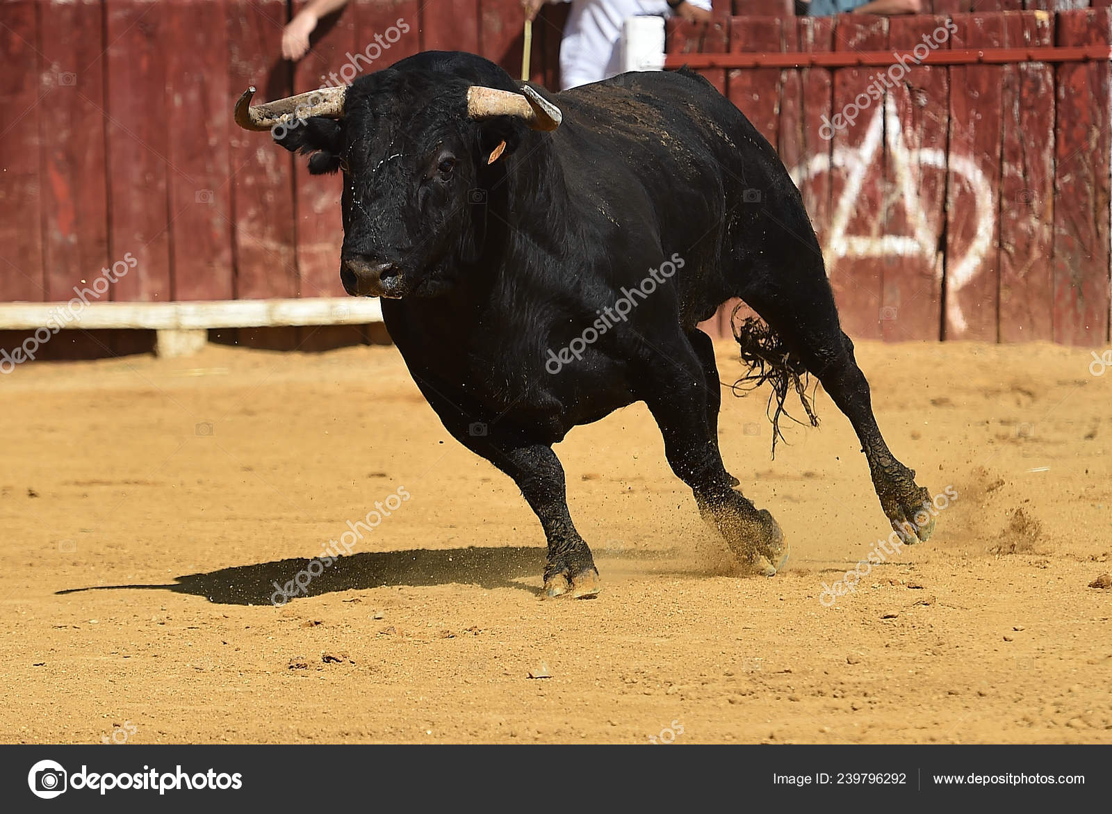 Taureau Noir Espagnol Courant Arene Image Libre De Droit Par Albertoclemares Hotmail Com C