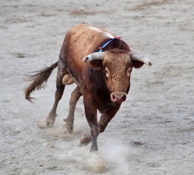 Arena içinde çalışan İspanya boğa