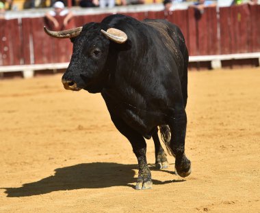 Arena içinde çalışan İspanya boğa