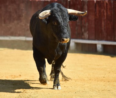 İspanya'da bullring içinde çalışan büyük boynuzları boğa