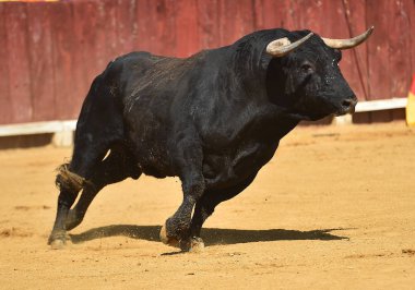 İspanya'da bullring içinde çalışan büyük boynuzları boğa