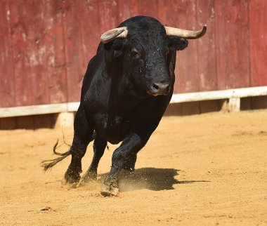 İspanya'da bullring içinde çalışan büyük boynuzları boğa