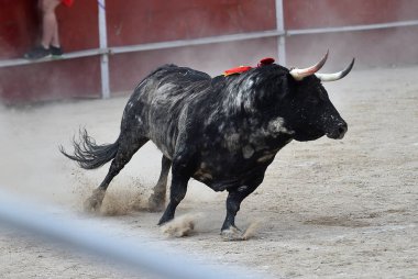 Arena içinde çalışan İspanyol siyah boğa