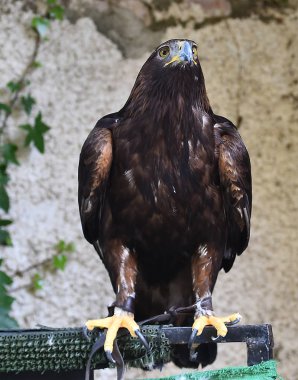 doğada kartal