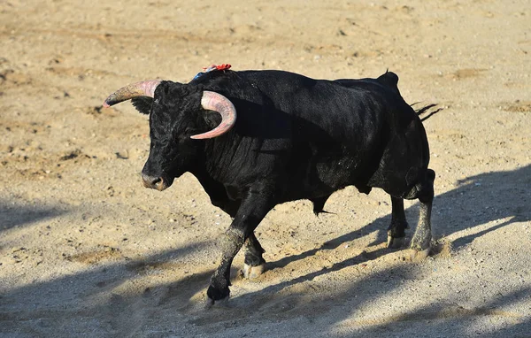 Taureau Espagne Courir Dans Les Arènes — Photo