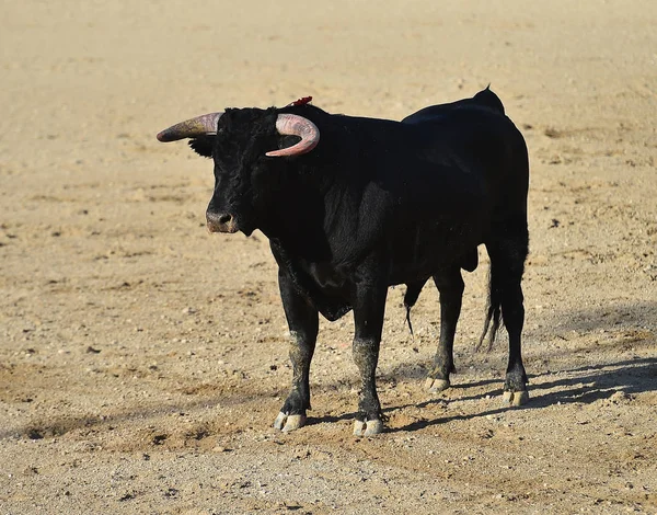 Bull Spain Running Bullring — Stock Photo, Image