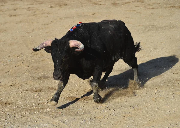 Taureau Espagne Courir Dans Les Arènes — Photo