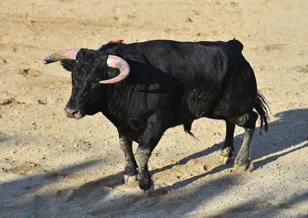 Stier Spanien Läuft Stierkampfarena — Stockfoto