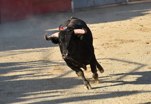 bull in spain running in bullring