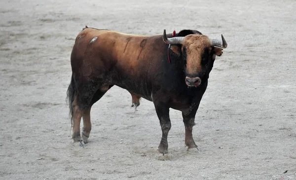 Toro España Corriendo Plaza Toros —  Fotos de Stock