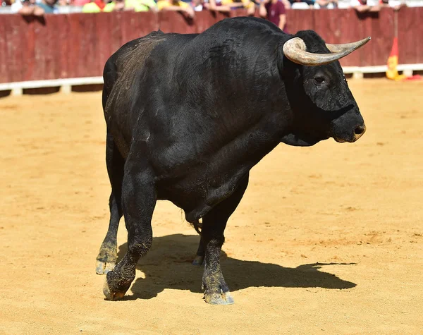 Taureau Espagne Courir Dans Les Arènes — Photo