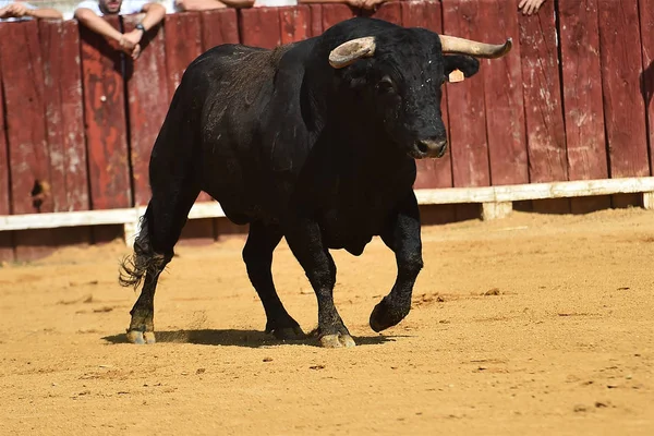 Touro Espanha Correndo Touros — Fotografia de Stock